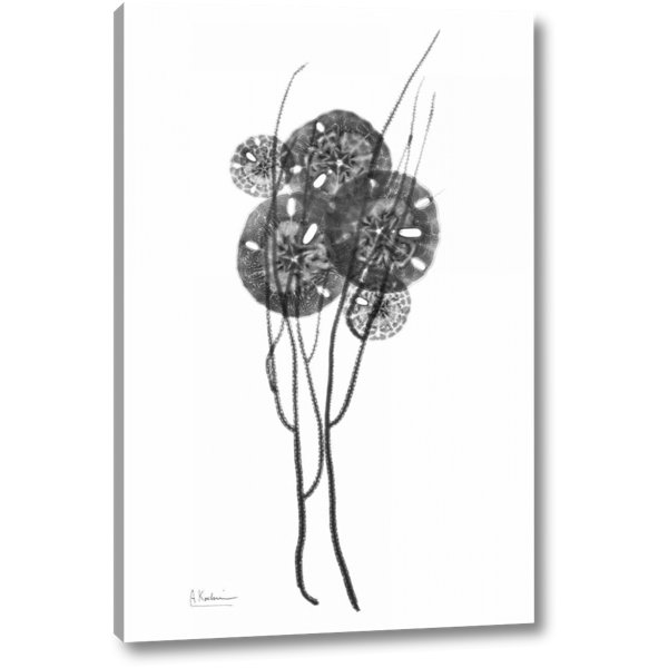 Winston Porter Sand Dollars In BandW On Canvas by Albert Koetsier Graphic Art Wayfair